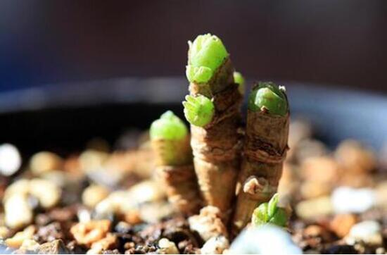 碧光環(huán)怎么種，保持盆土微濕潤/秋季種植存活率高