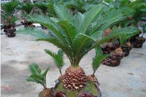 鐵樹的種類有哪些，鐵樹品種圖片大全