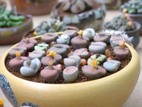 生石花用什么盆好，陶盆、泥瓦盆、紫砂盆任選其一(深盆)