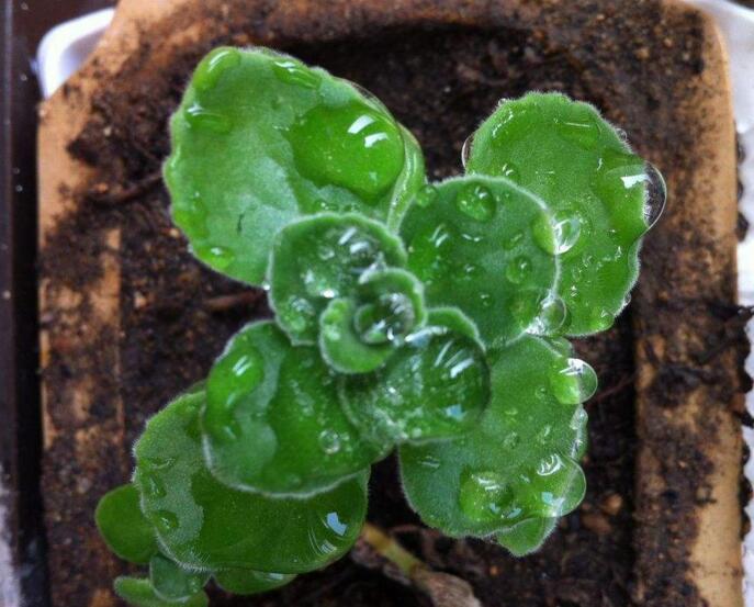 碰碰香長蚧殼蟲怎么辦，積極的進(jìn)行病蟲害防治