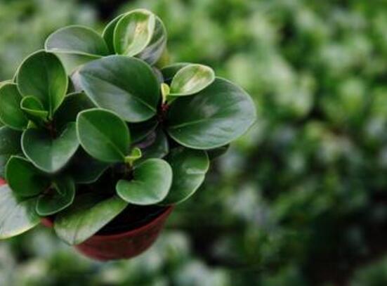 青葉碧玉怎么養(yǎng)，掌握八大核心保證你家的碧玉爆盆綠油油