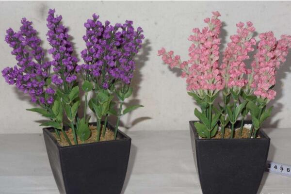 薰衣草的花期怎么養(yǎng)護(hù)，適當(dāng)澆水并保證光照充裕