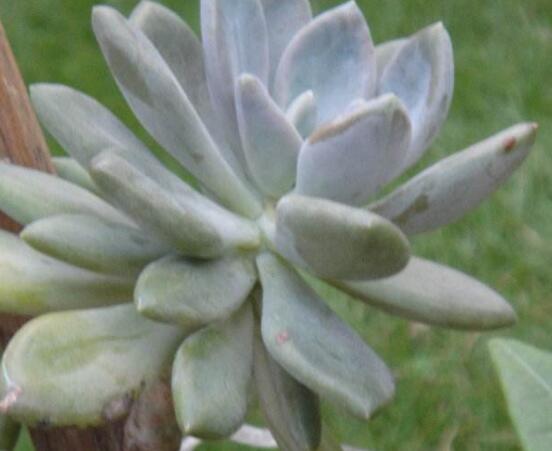 寶石花怎么澆水，不同季節(jié)不同澆水量(控水為主)