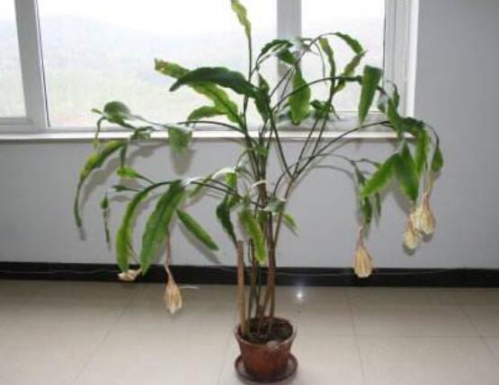 曇花換盆注意事項，只需要注意五個要點即可