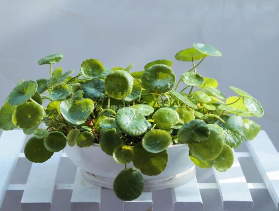 銅錢草怎么繁殖，盤點銅錢草三種繁殖方法(扦插/分株/播種)