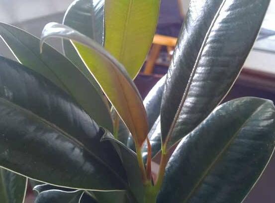 橡皮樹長黑斑怎么辦，兩種原因以及解決辦法