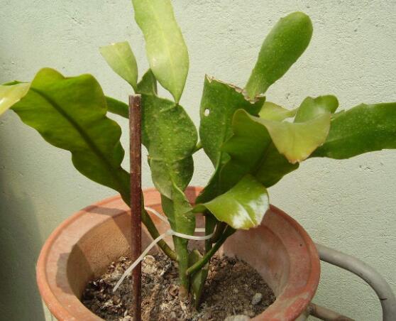 曇花換盆注意事項，只需要注意五個要點即可