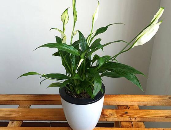 一帆風(fēng)順土培改水培，做好這六大要點(diǎn)即可快速水培生根