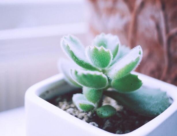 熊童子爛根了怎么辦，要及時的減少水份的補給和更換土壤