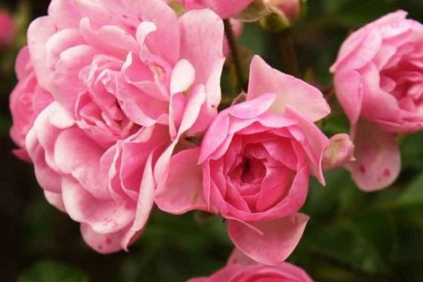 薔薇花秋季剪枝的時(shí)間