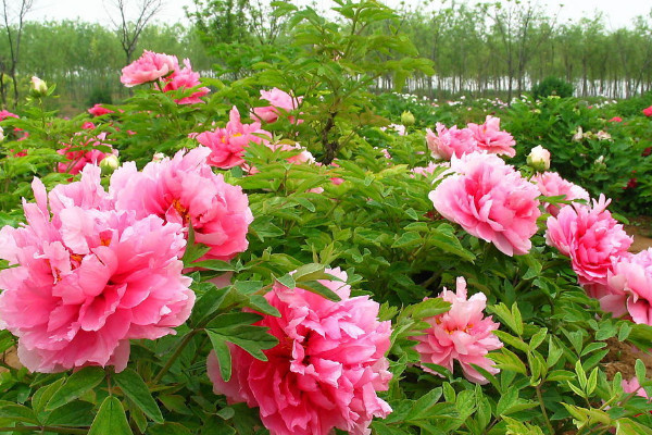 盆栽牡丹冬天怎么養(yǎng)護