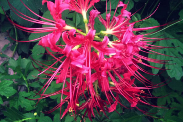 彼岸花的養(yǎng)殖方法和注意事項(xiàng)