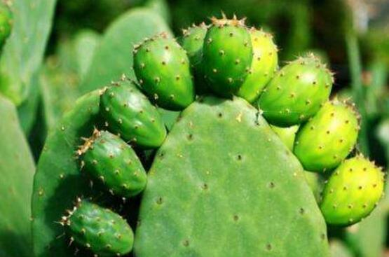 仙人掌為什么不用澆水，因吸水能力太強(qiáng)