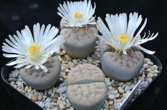 生石花怎么分株繁殖，教你一學(xué)就會(huì)五個(gè)基本步驟