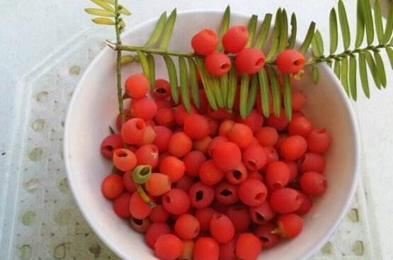 紅豆杉怎么繁殖，紅豆杉繁殖方法