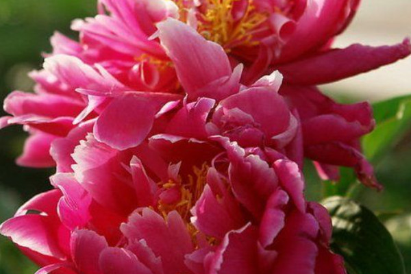 芍藥花的特點有什么
