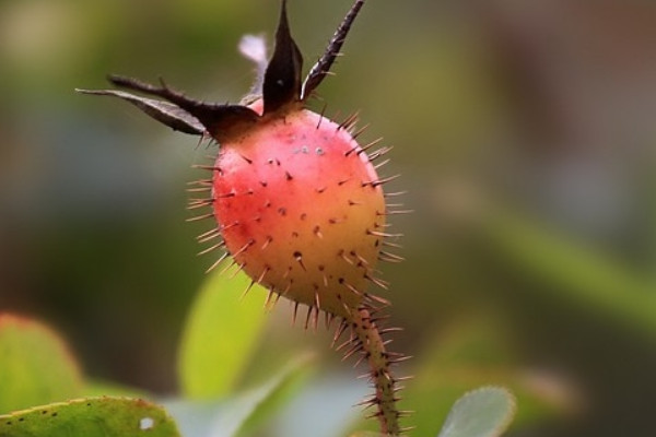 金櫻子和川楝子區(qū)別