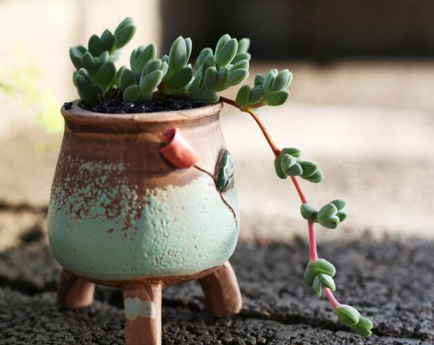 碧玉蓮如何度夏，最主要的是不要隨意澆水