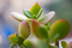 燕子掌適合室內(nèi)養(yǎng)殖嗎，要保證充足的光照