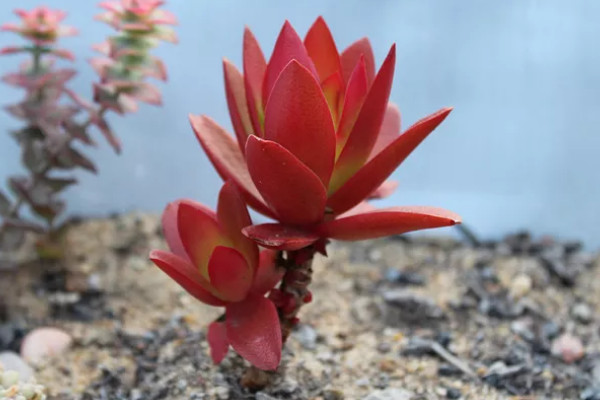 火祭冬天可以露養(yǎng)嗎