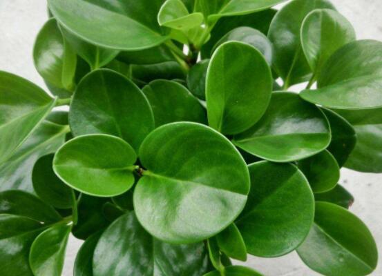 碧玉怎么養(yǎng)才能瘋長，做好這六點(diǎn)可生長得盆盆爆滿