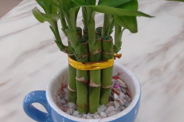 富貴竹土養(yǎng)方法