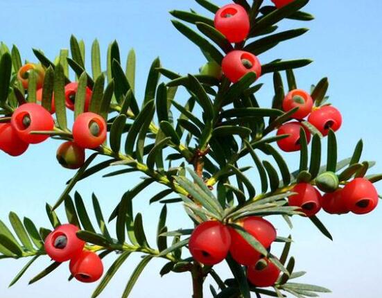 紅豆杉怎么換盆，三個簡單方法教你輕松學(xué)會