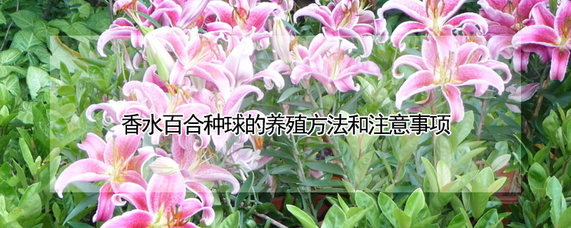 香水百合種球的養(yǎng)殖方法和注意事項