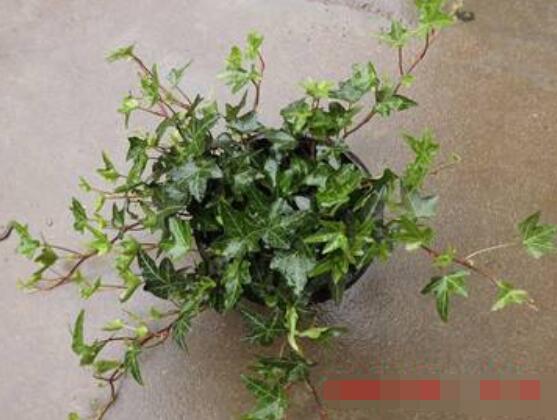 怎樣讓常春藤長(zhǎng)得快，教你六個(gè)要點(diǎn)生長(zhǎng)枝繁葉茂