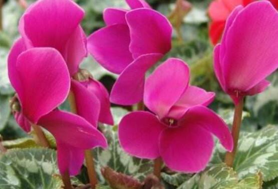 仙客來葉子嚴重發(fā)黃，老農(nóng)總結最直觀三種解決辦法