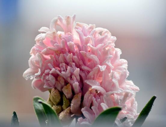 家里養(yǎng)風(fēng)信子好嗎，好/美化家居環(huán)境、凈化空氣