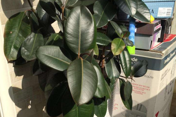 橡皮樹夏季注意事項(xiàng)