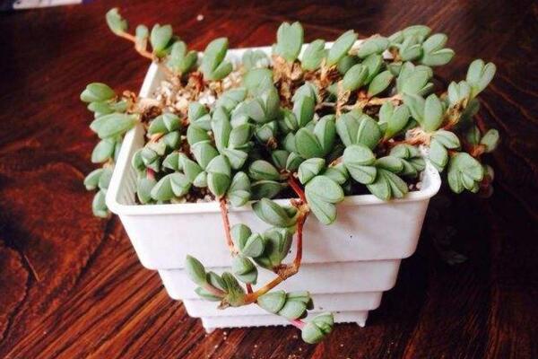 碧玉蓮怎么繁殖，桿插繁殖操作方便且成活率較高