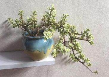 雅樂之舞花怎么養(yǎng)，4種養(yǎng)殖技巧保生長