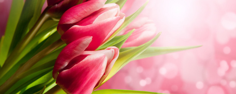 郁金香養(yǎng)在室內(nèi)可以嗎