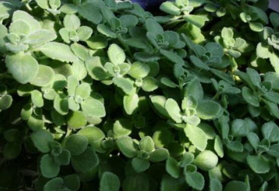 碰碰香能吃嗎，可食/泡茶泡酒香味濃郁、美味可口