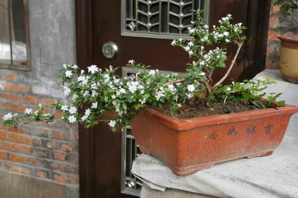 六月雪盆景造型圖解，造型固然重要剪后養(yǎng)護(hù)也不可忽視