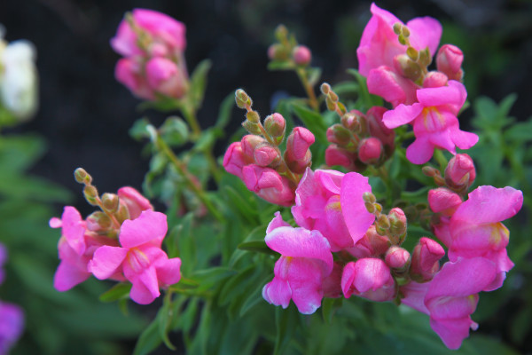 金魚(yú)草可以養(yǎng)多久