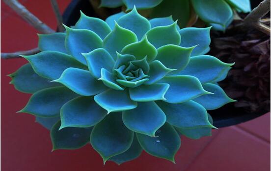 寶石花怎樣養(yǎng)才能長(zhǎng)得快，做好四個(gè)要點(diǎn)生長(zhǎng)的青翠欲滴