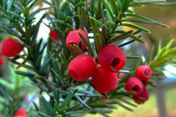 紅豆杉什么時候才會開花結(jié)果，必須要滿足以下條件才行