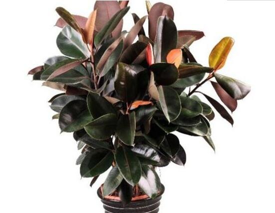 橡皮樹怎么繁殖，橡皮樹繁殖方法