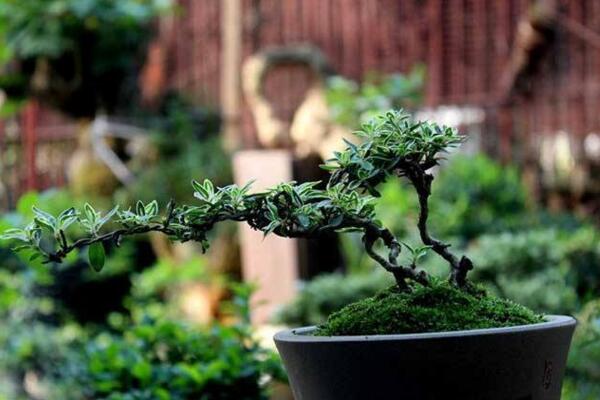 六月雪怕凍嗎，保證環(huán)境溫度不低于5℃