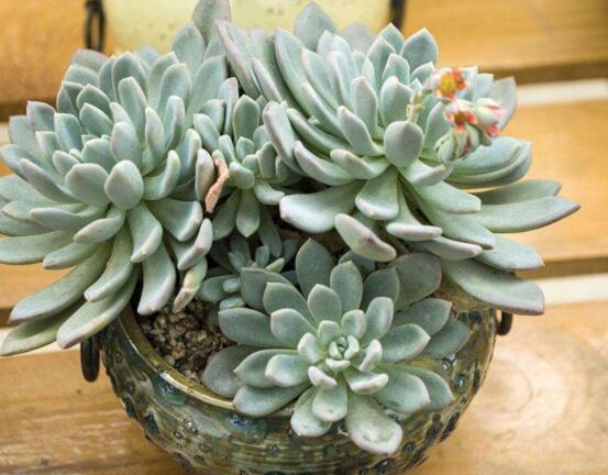 寶石花怎么澆水，不同季節(jié)不同澆水量(控水為主)