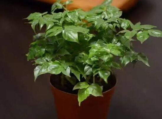 幸福樹葉子干枯怎么回事，四種原因以及解決辦法