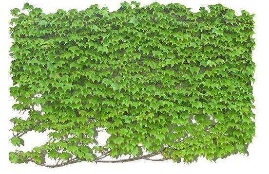 水培常春藤的養(yǎng)殖方法，老農(nóng)總結(jié)的簡(jiǎn)單易學(xué)三部曲