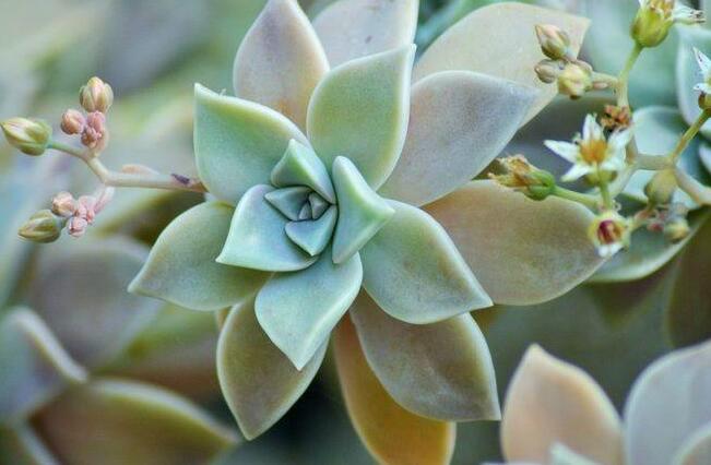 寶石花有毒嗎，無毒且對痛風(fēng)有著很好的治療效果