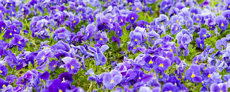 紫羅蘭花冬天怎么養(yǎng)