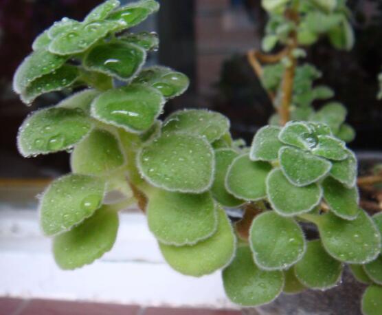 碰碰香的養(yǎng)殖方法，土壤陽(yáng)光澆水施肥修剪病蟲(chóng)害缺一不可