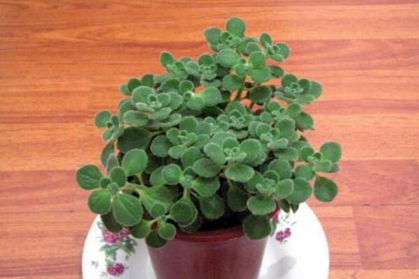 碰碰香的禁忌和功效，雖然功效全面但禁忌也不可忽視