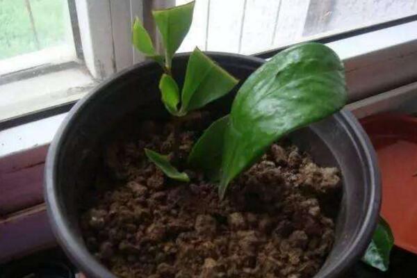 幸福樹(shù)怎么扦插，只需要掌握簡(jiǎn)單的幾步即可